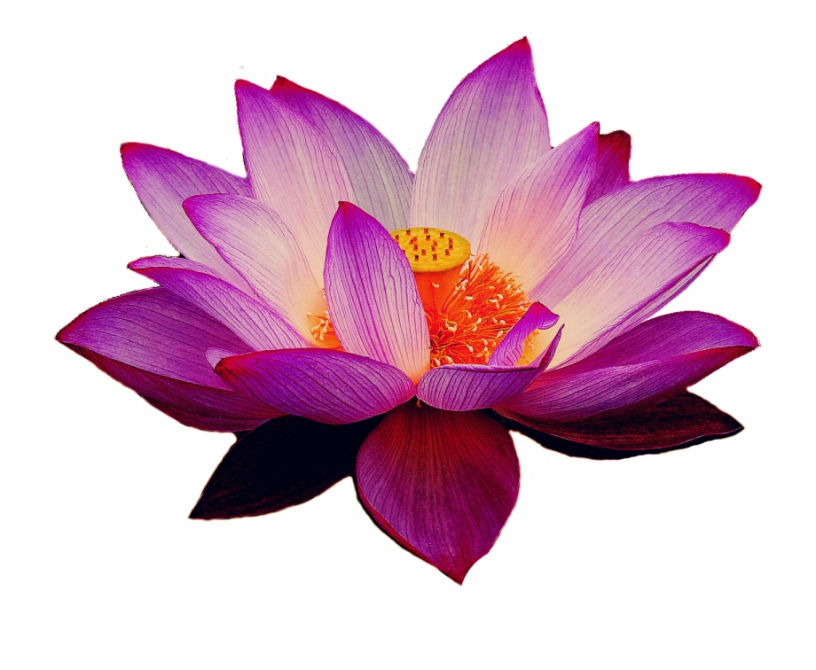 Lotus